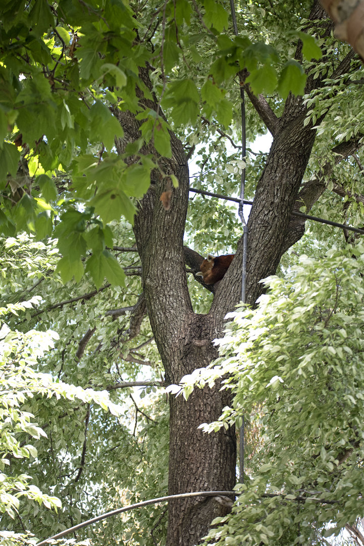 Red Panda