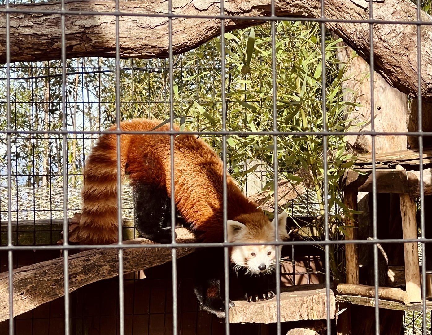 Red Panda