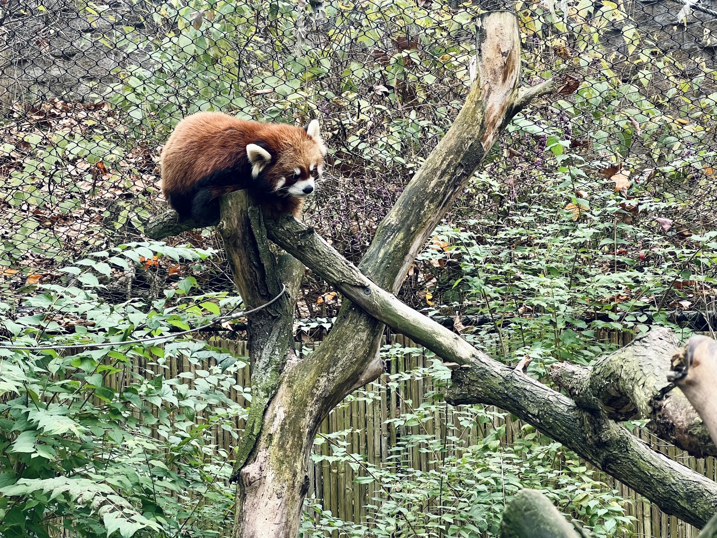 Red Panda