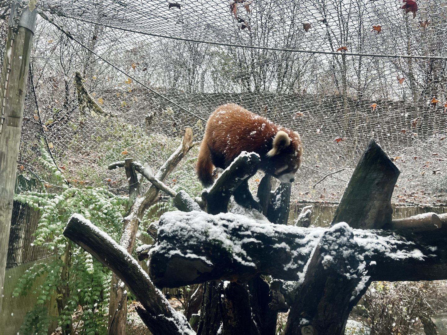 Red Panda