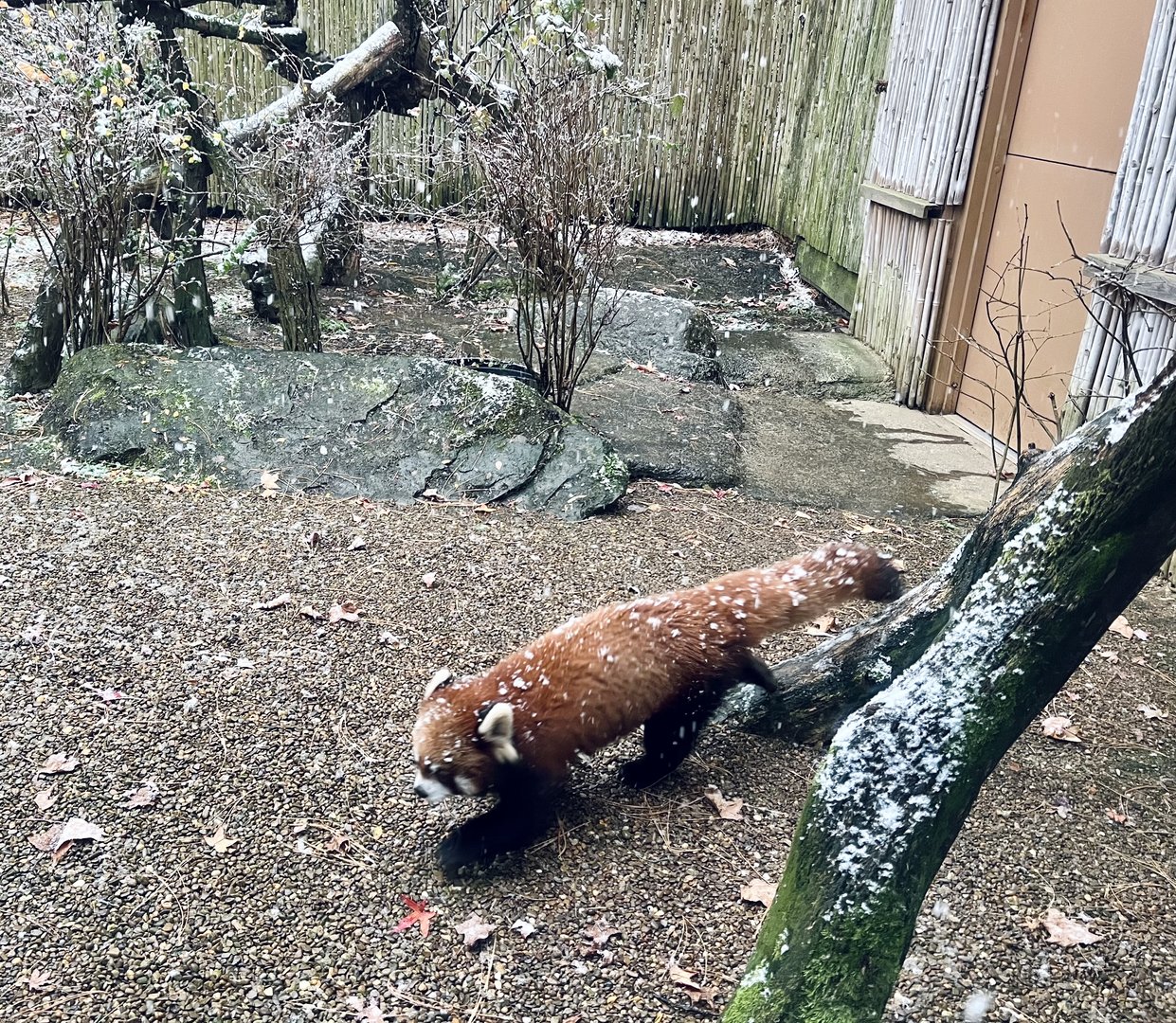 Red Panda