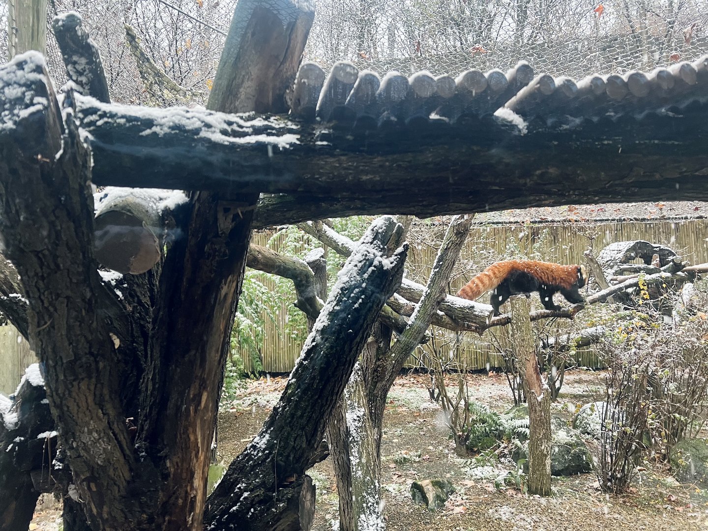 Red Panda