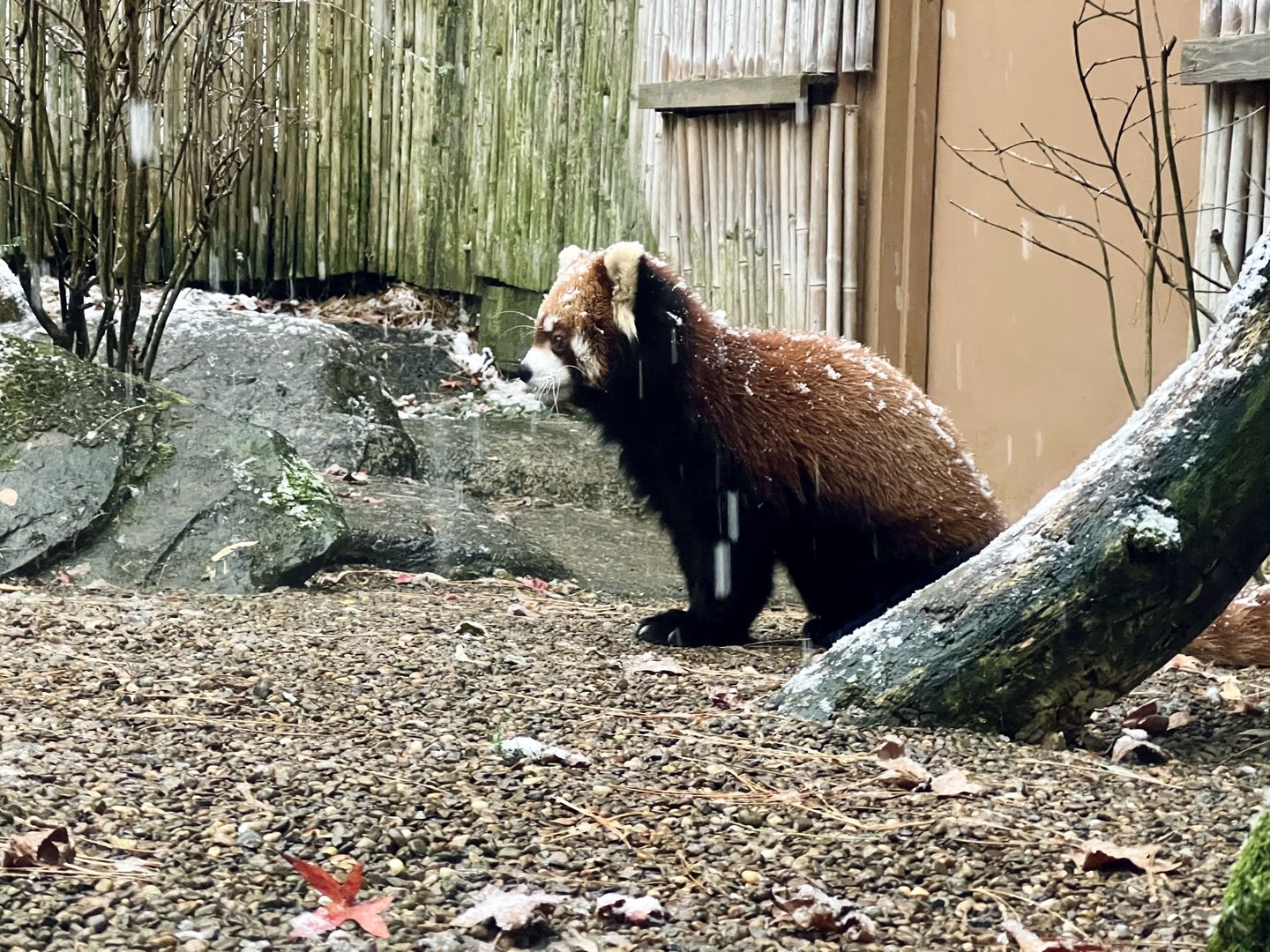 Red Panda