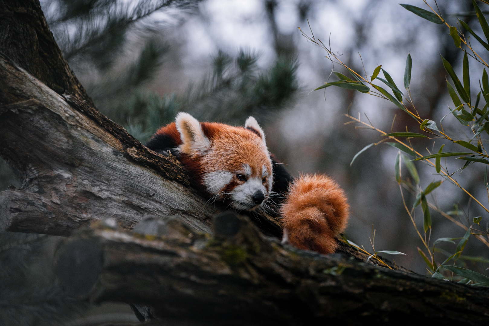 Red Panda