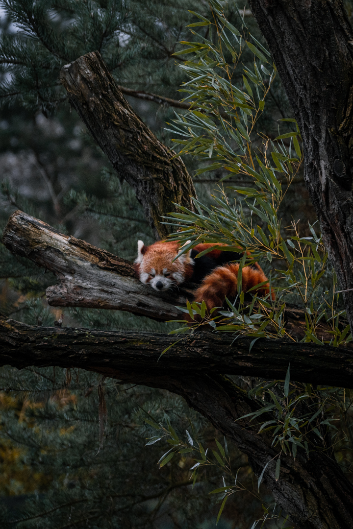 Red Panda