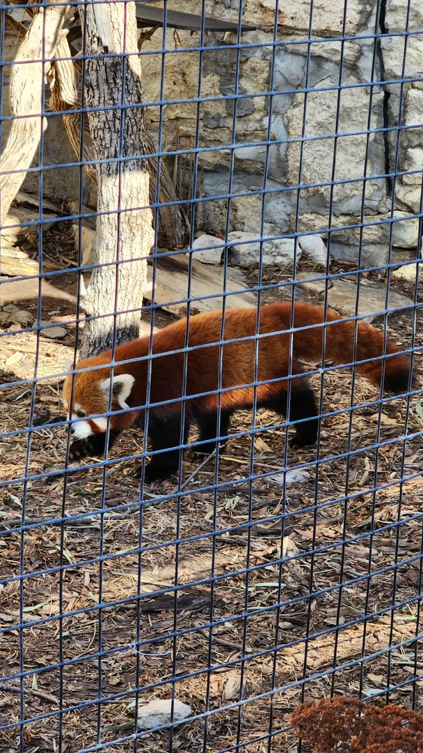 Red Panda