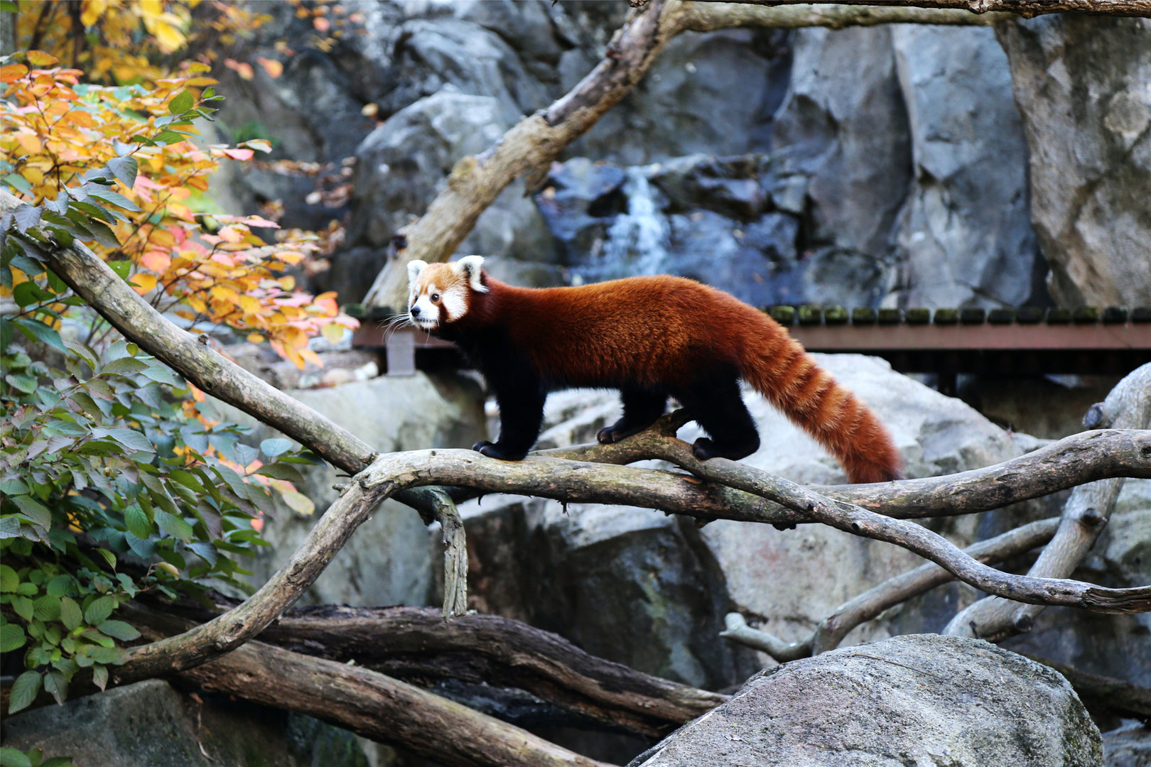 Red Panda