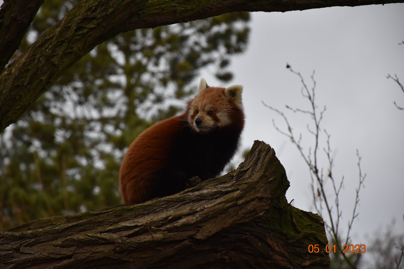 Red panda