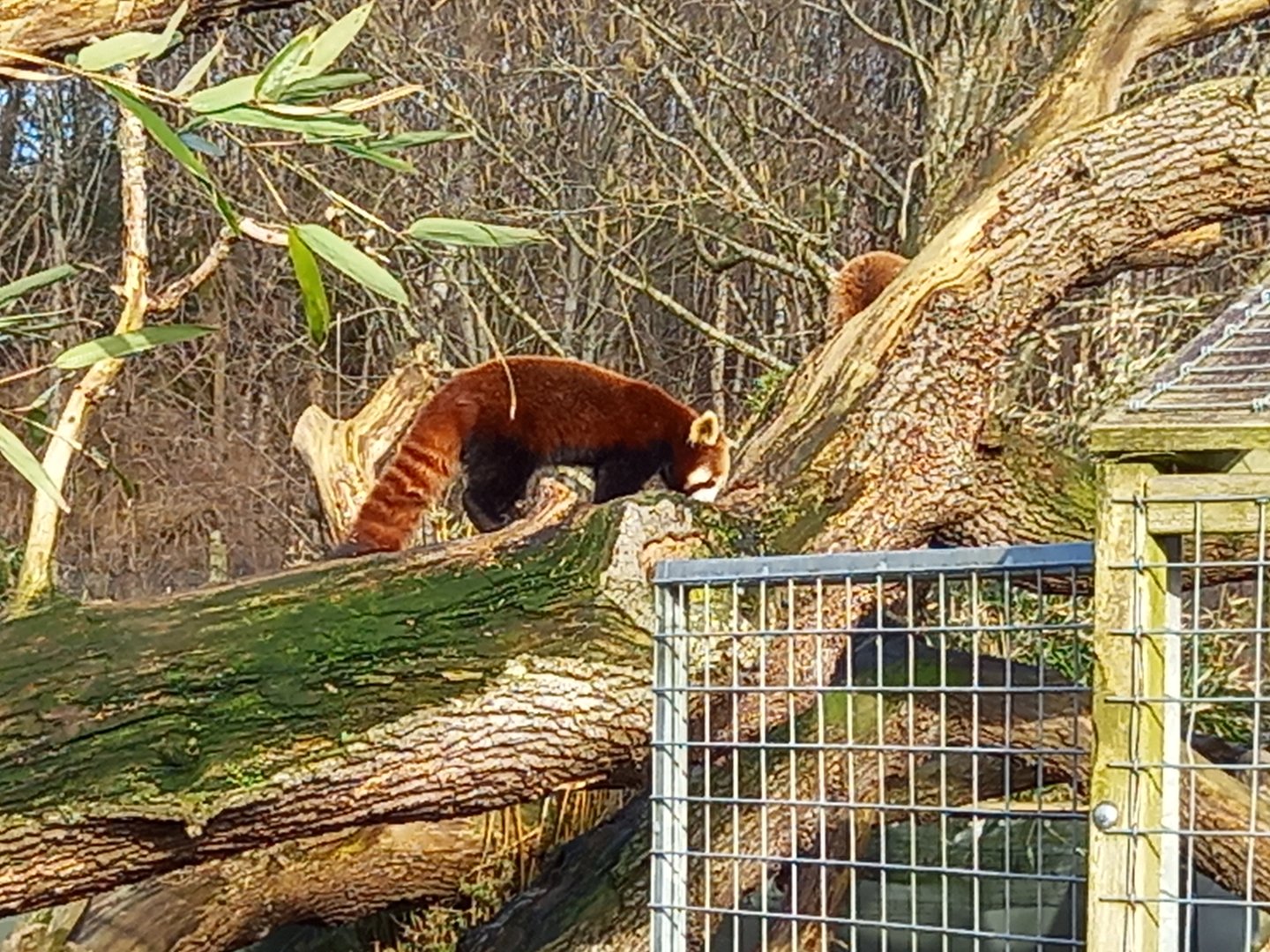 Red Panda