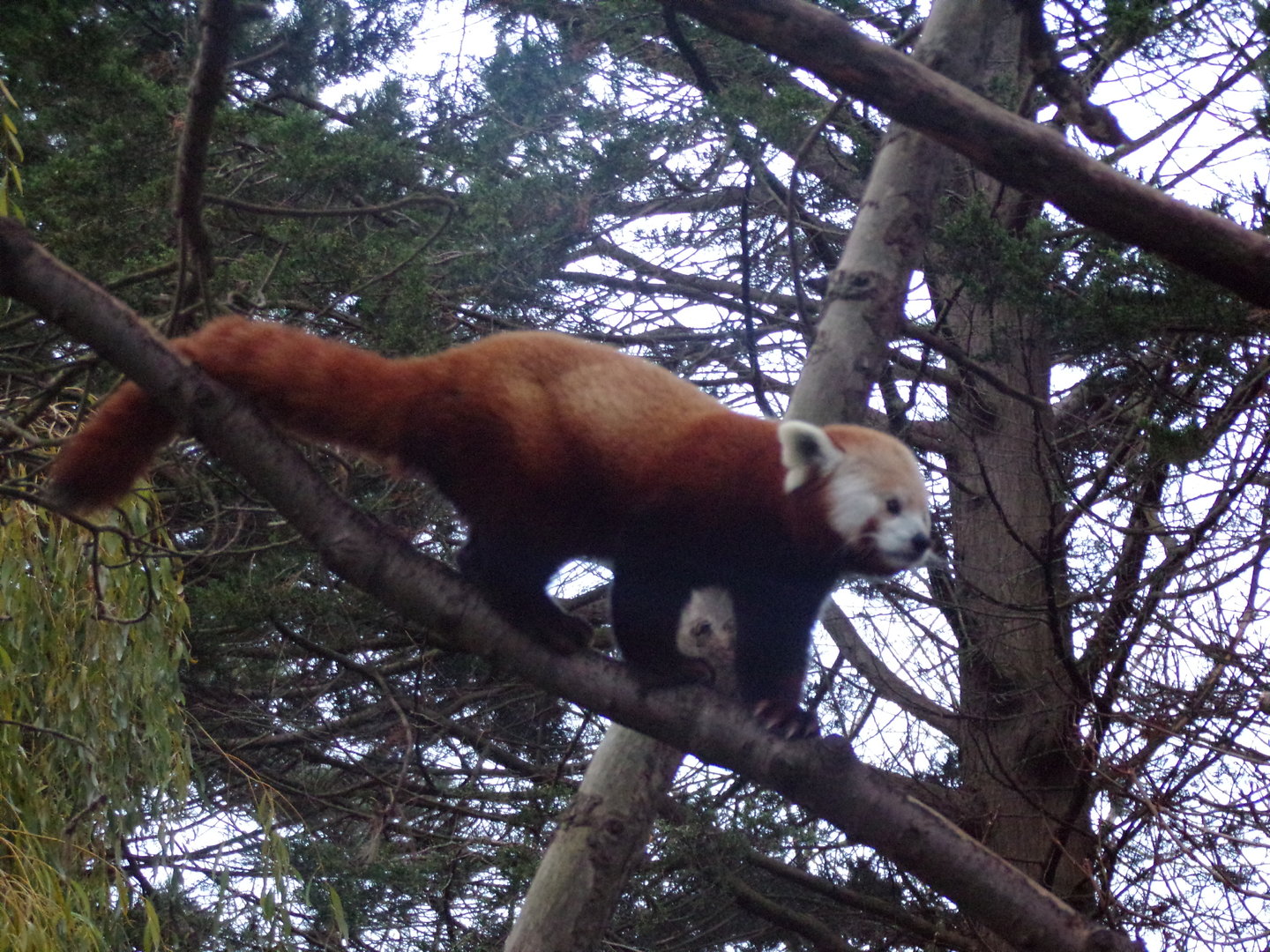 Red panda