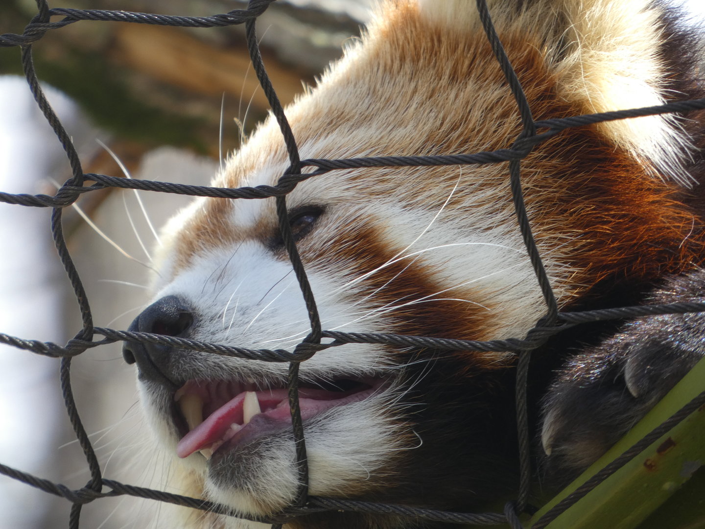 Red Panda