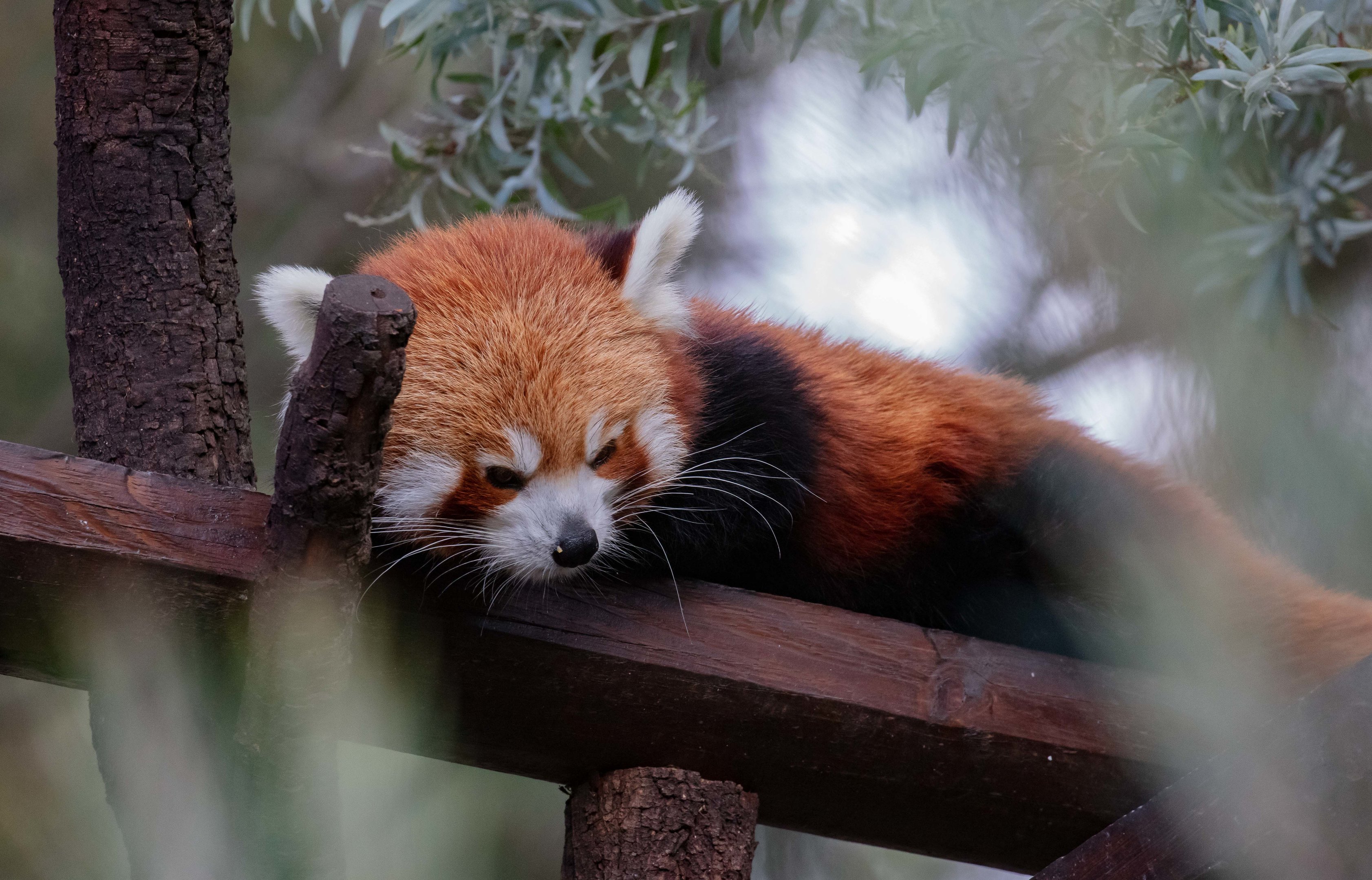 Red Panda