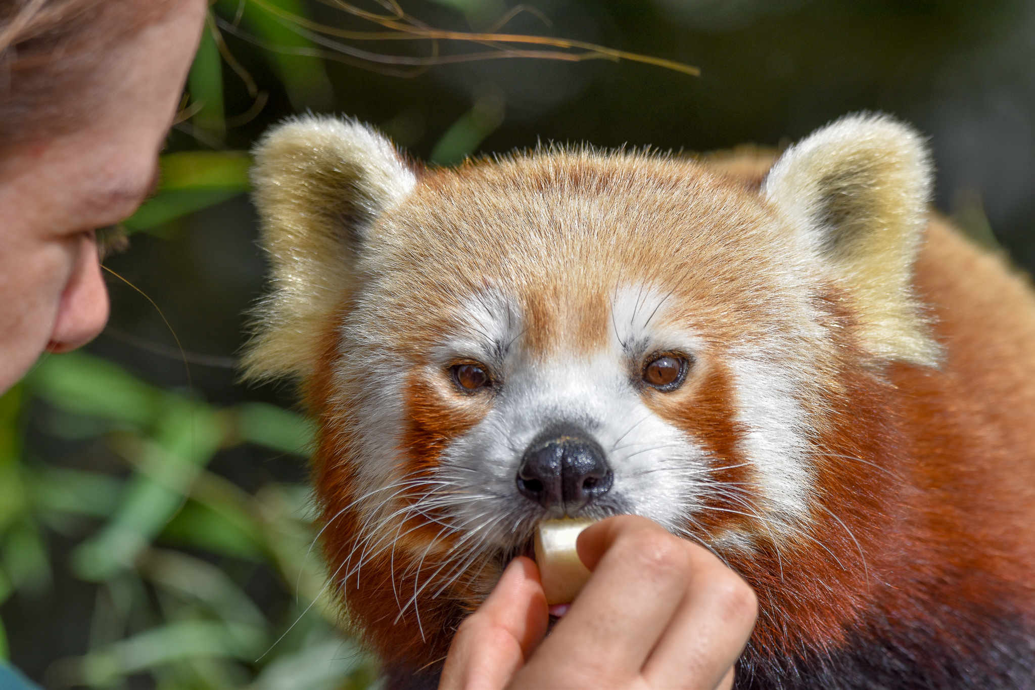 Red Panda