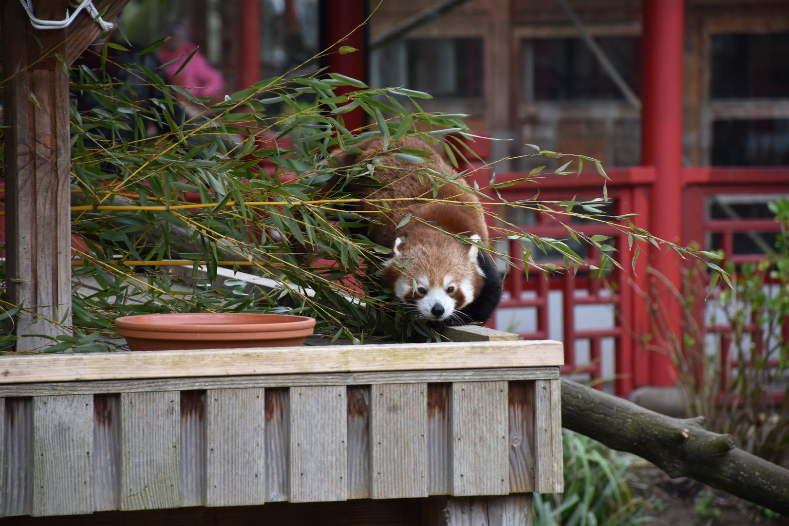 Red panda