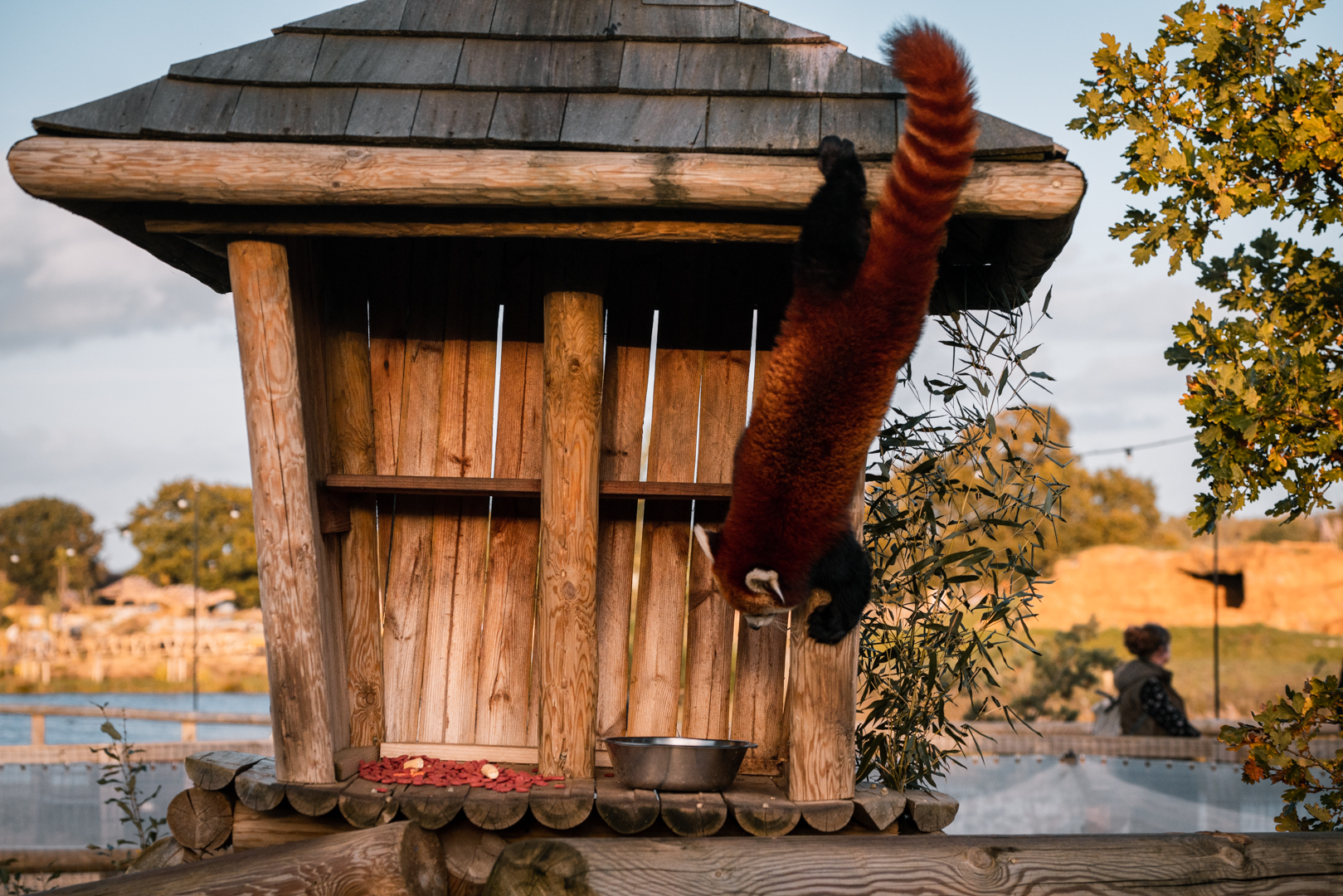 Red Panda