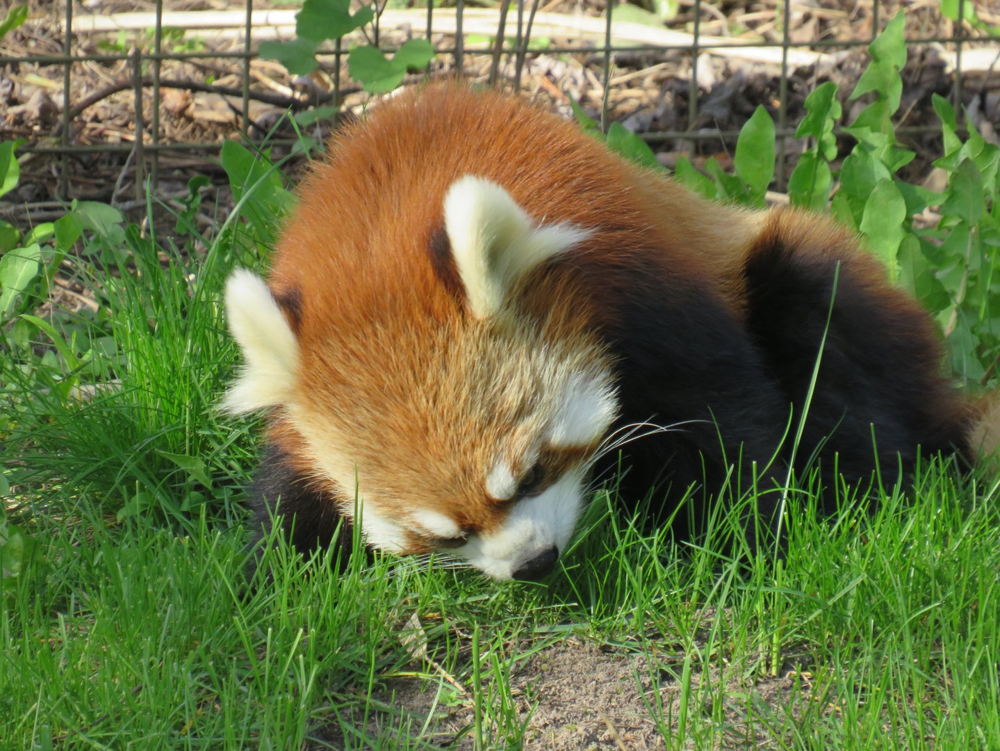 Red panda