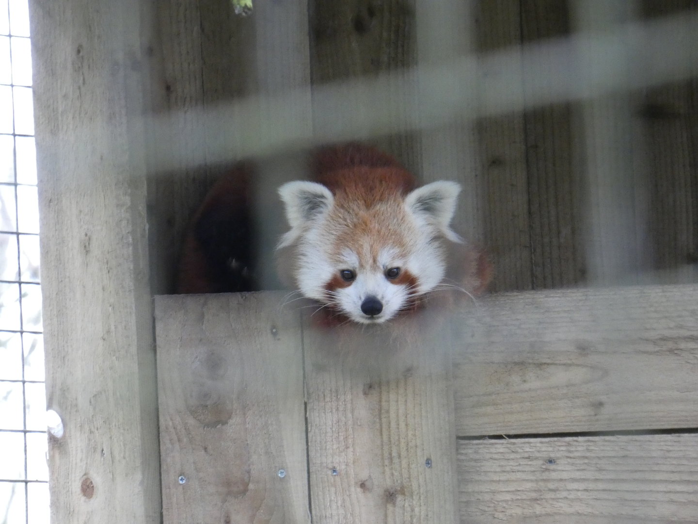 Red panda