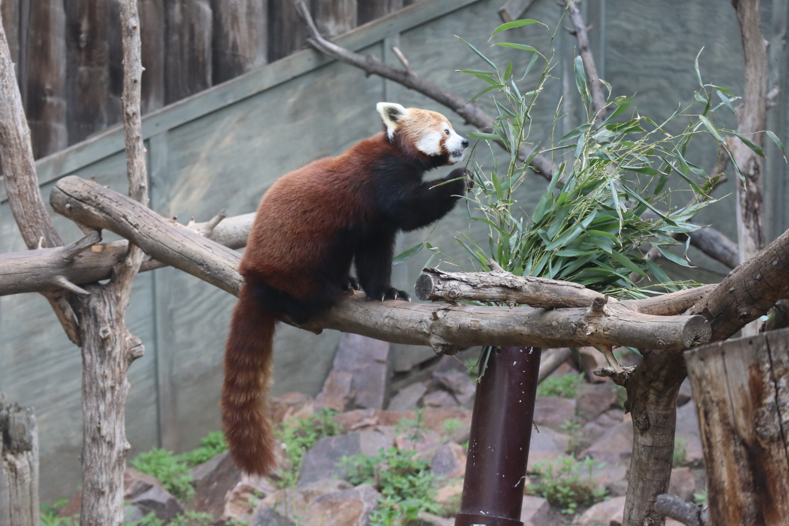 Red Panda
