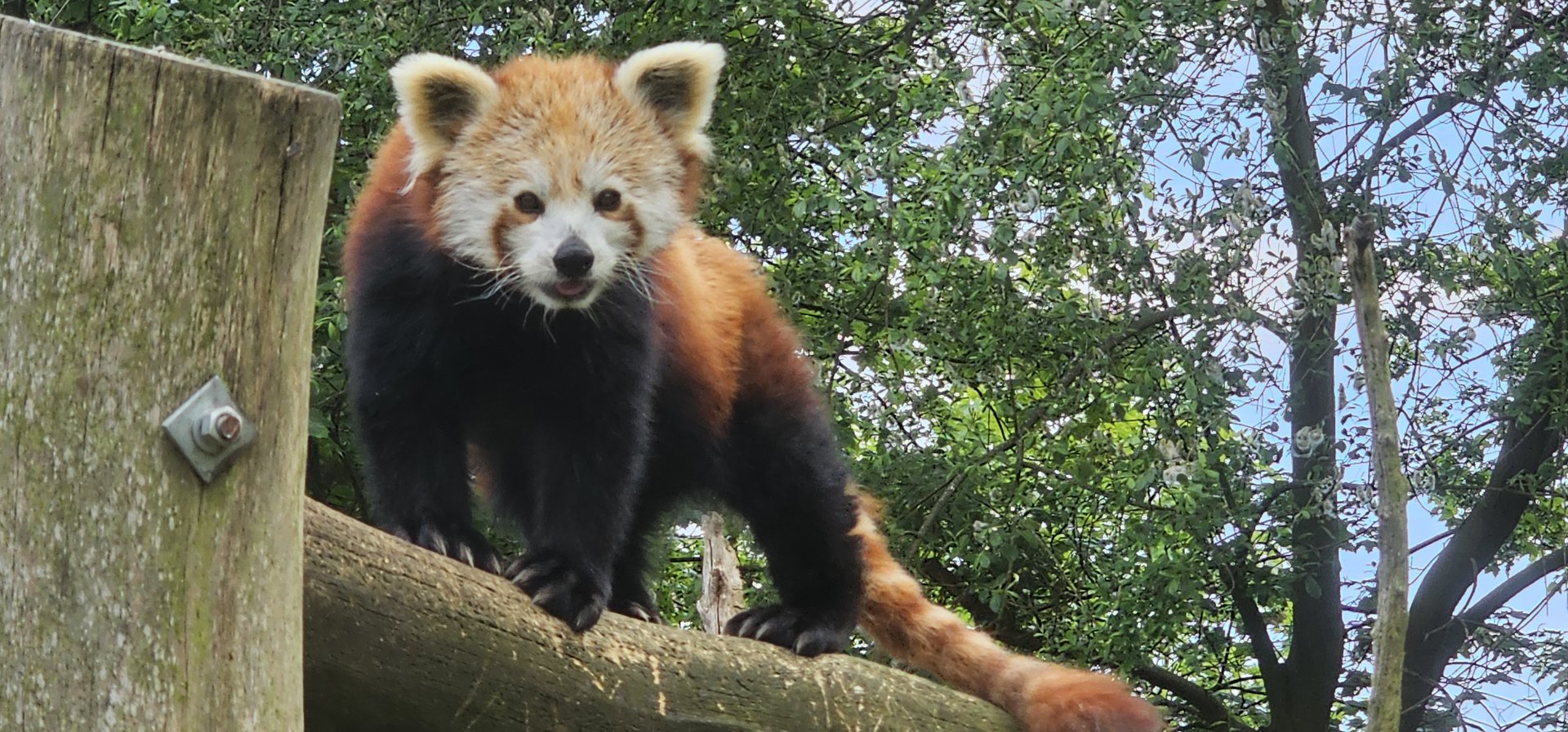Red panda