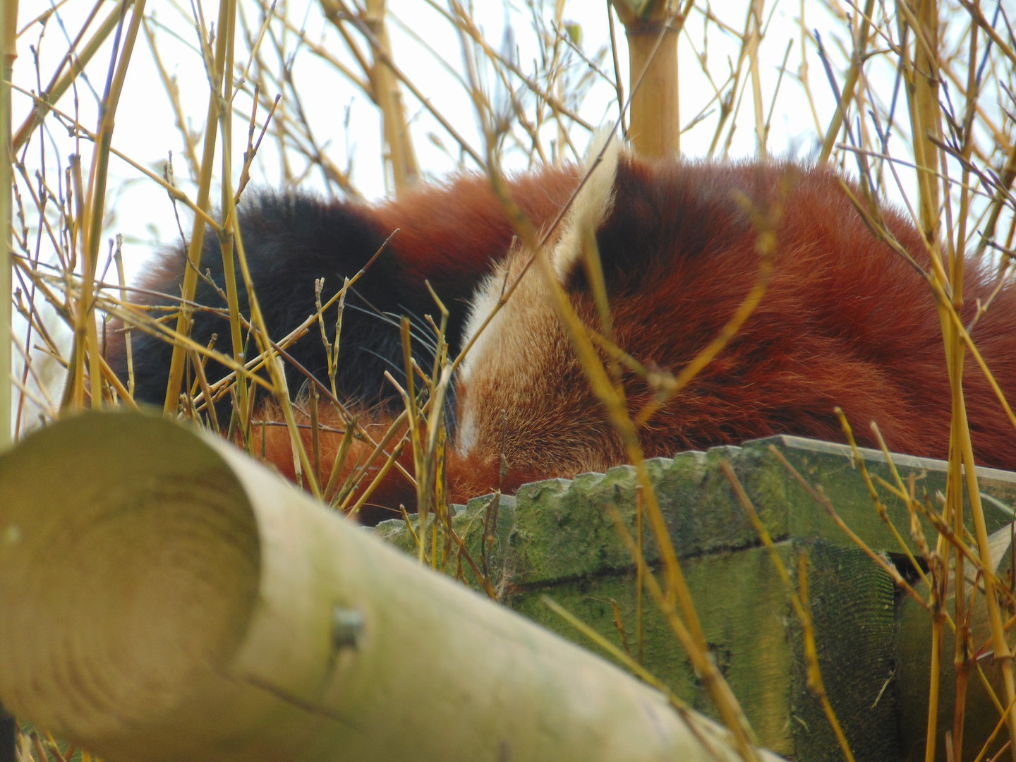 Red Panda