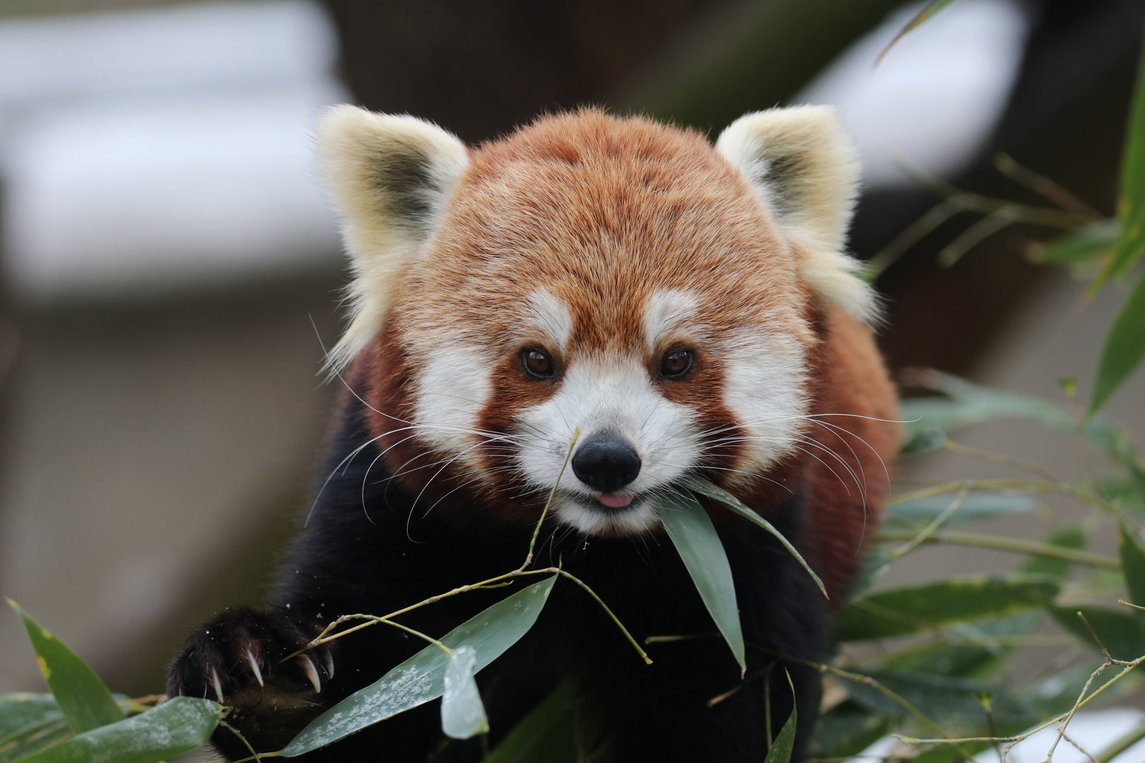 Red panda