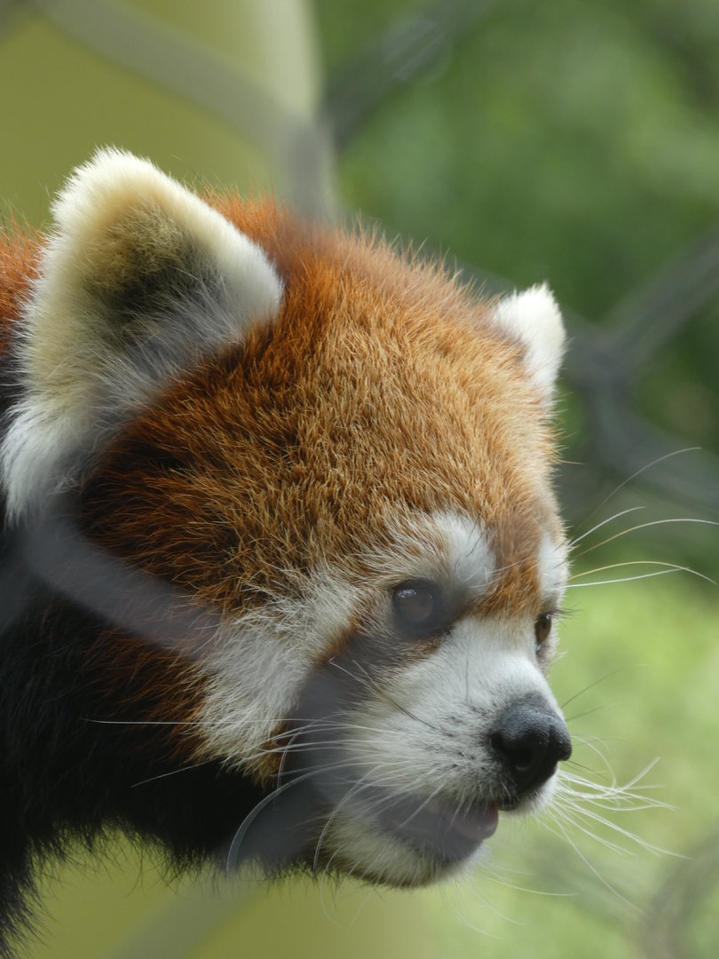 Red Panda