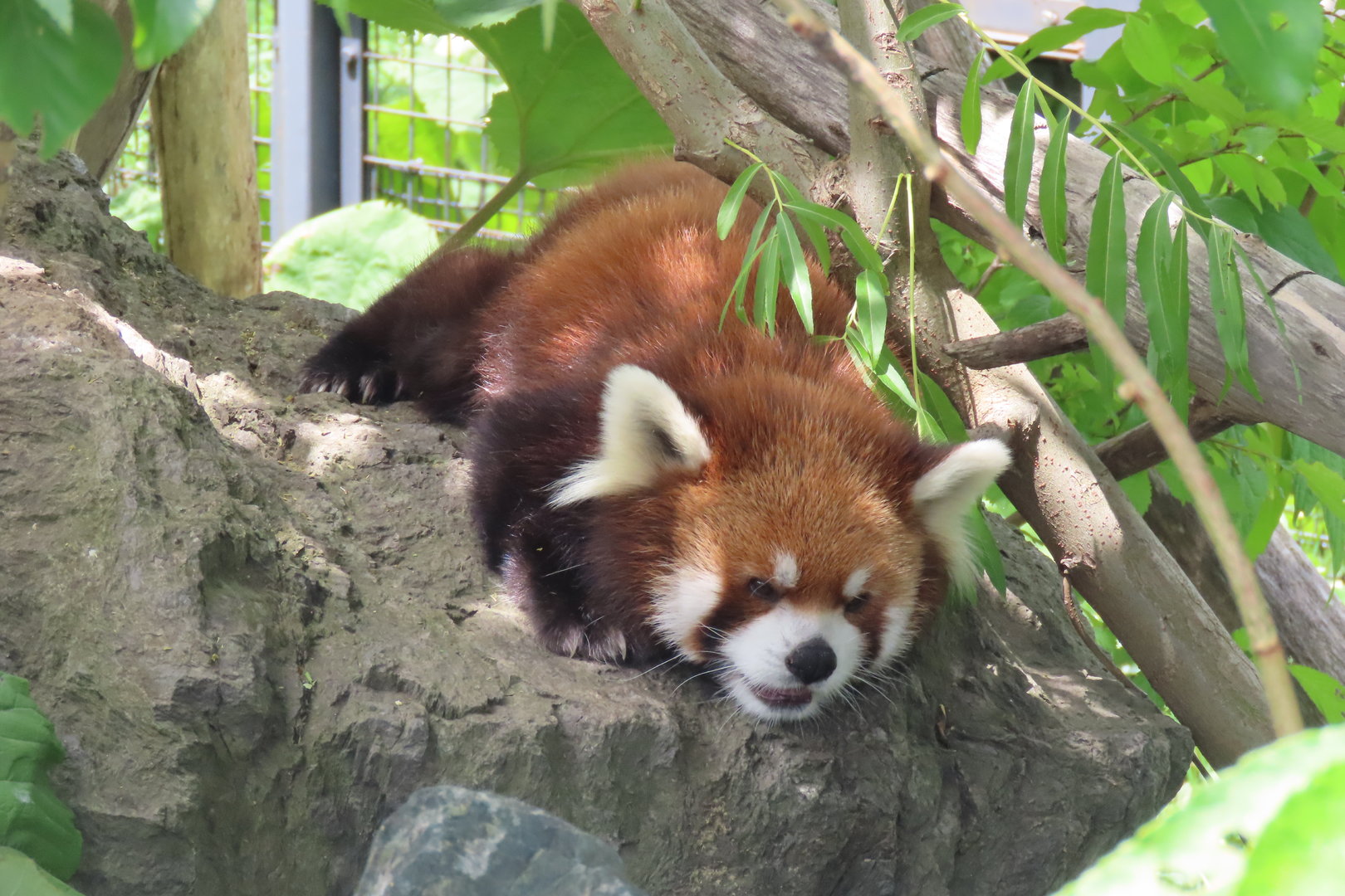 Red panda