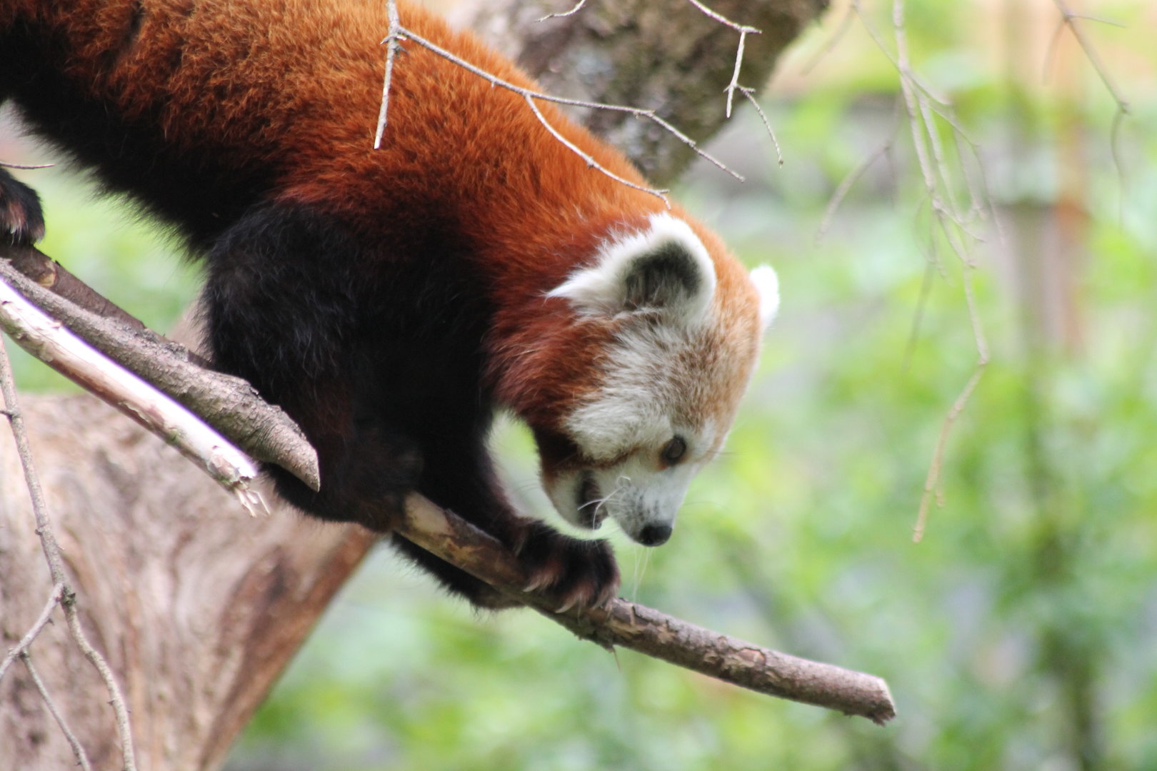 Red Panda