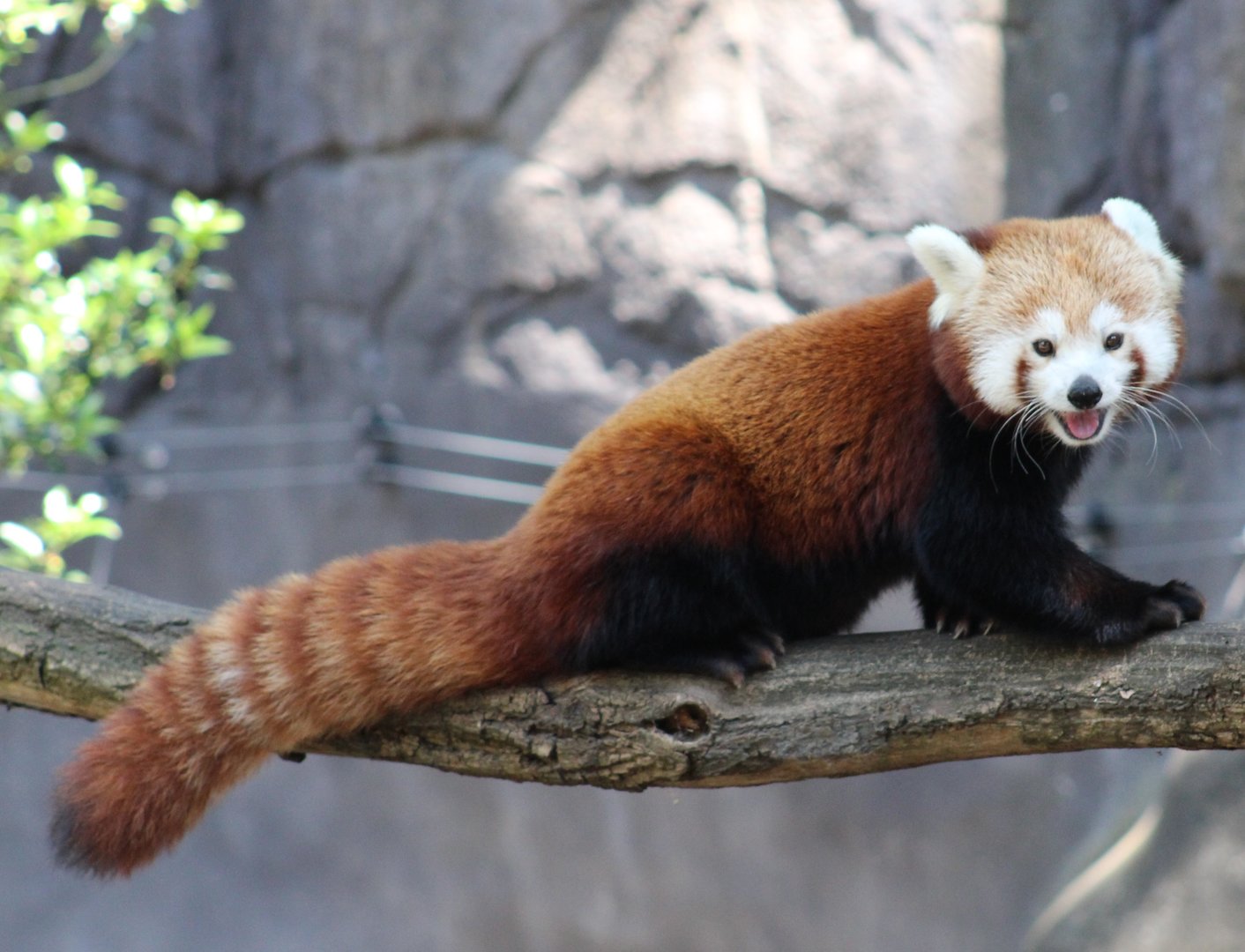 Red panda