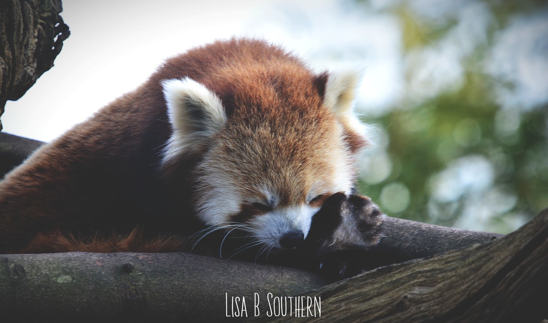 Red Panda