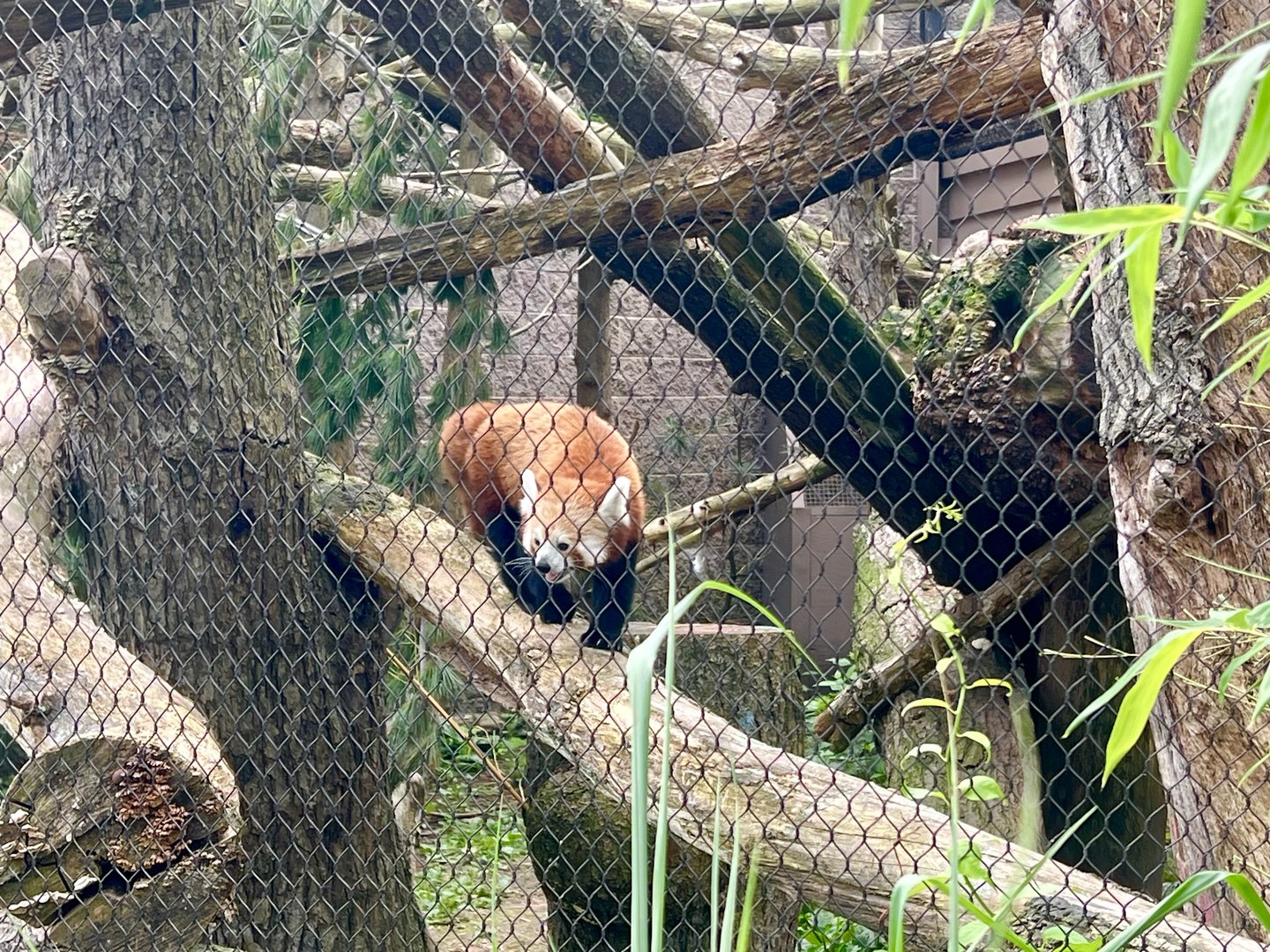 Red Panda