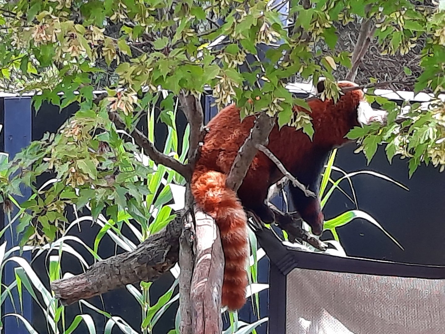 Red Panda