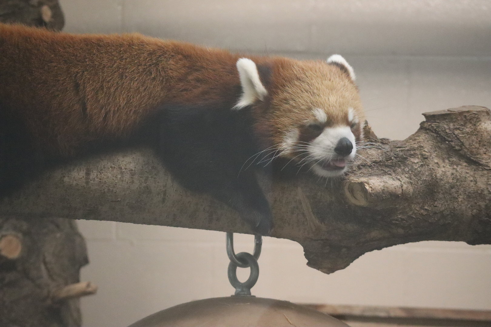 Red Panda
