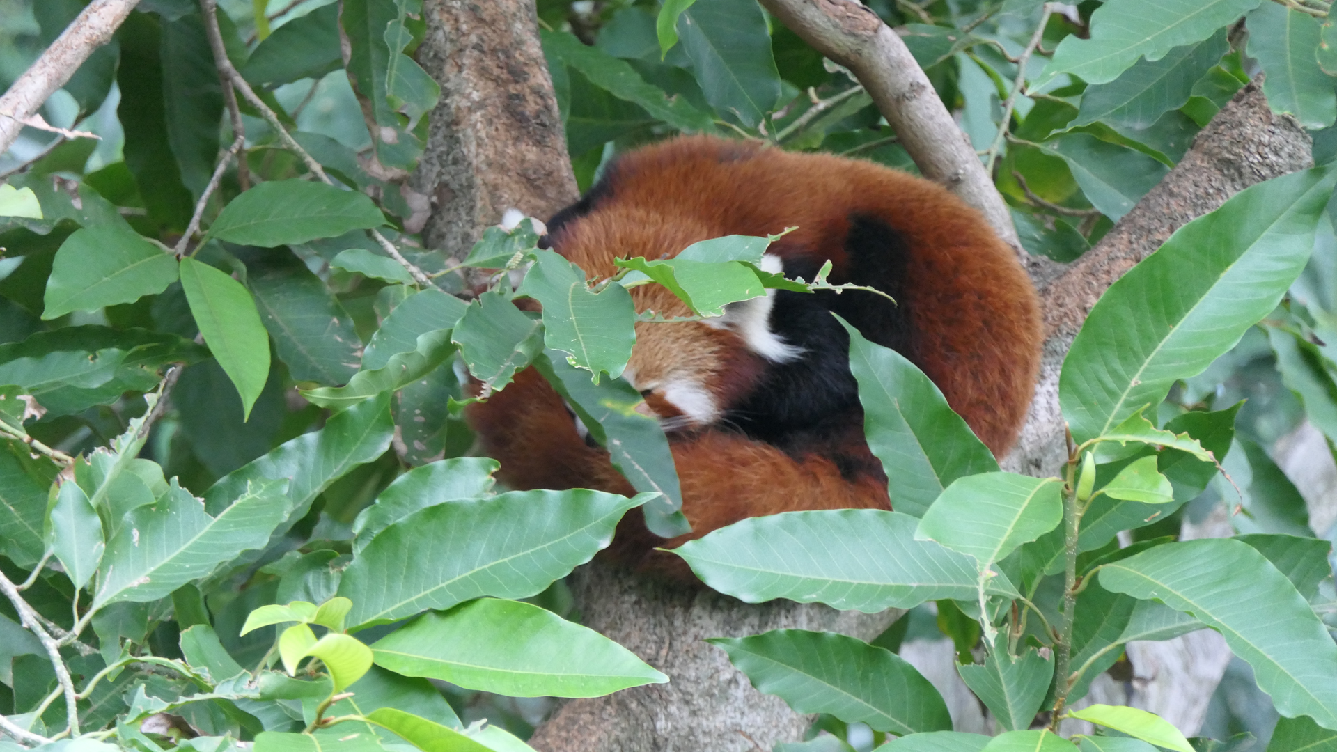 Red Panda