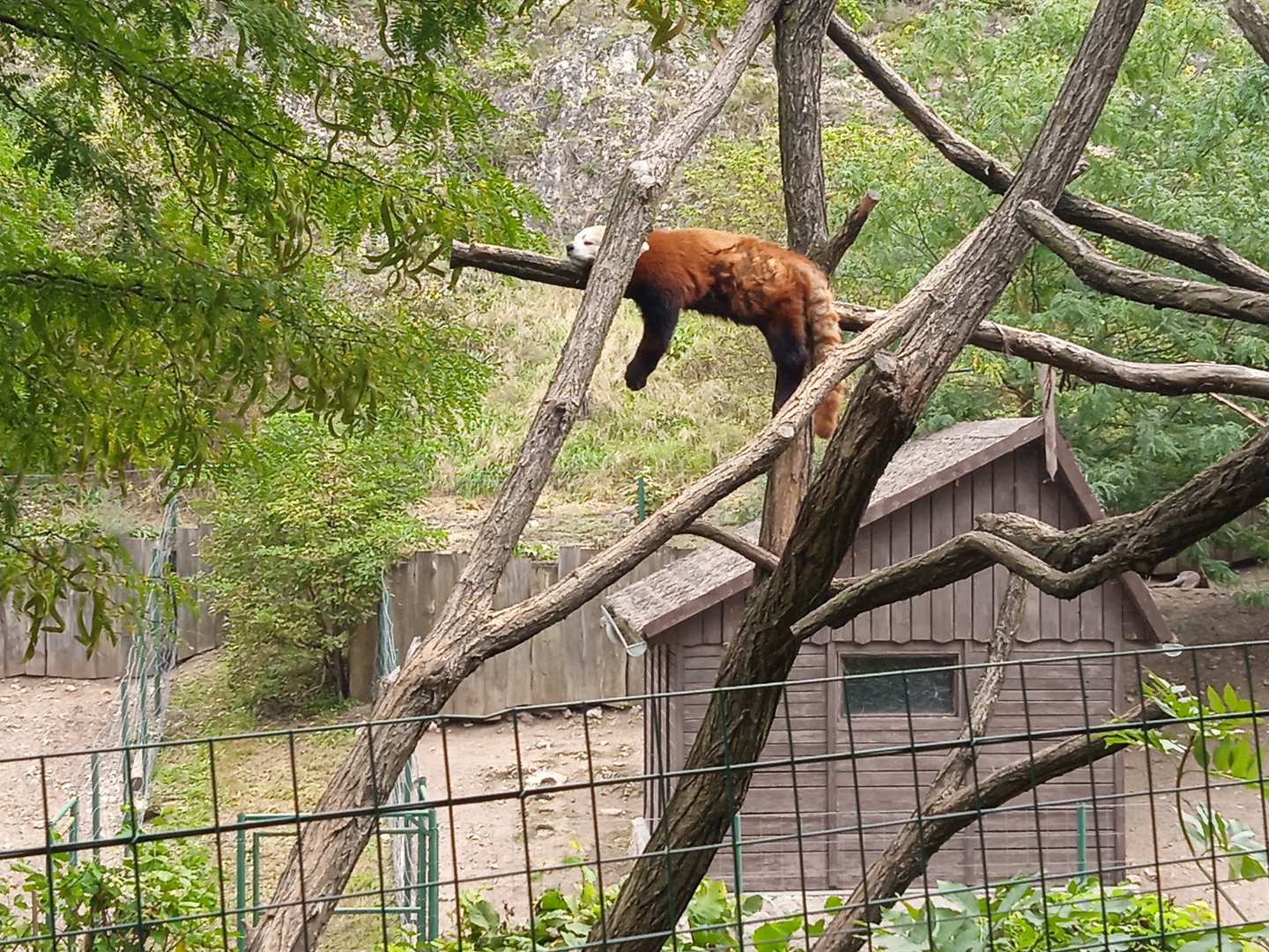 Red panda