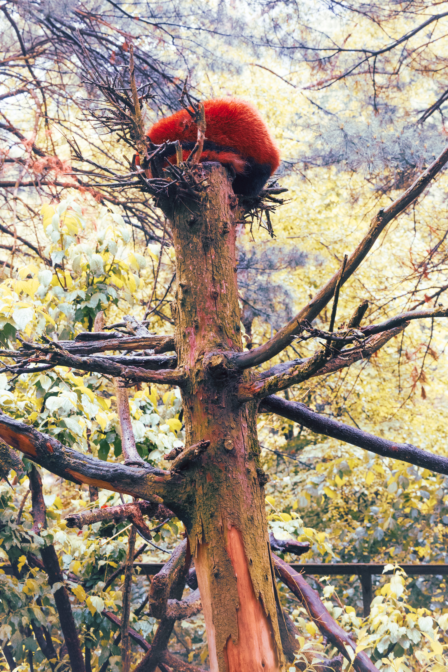 Red Panda