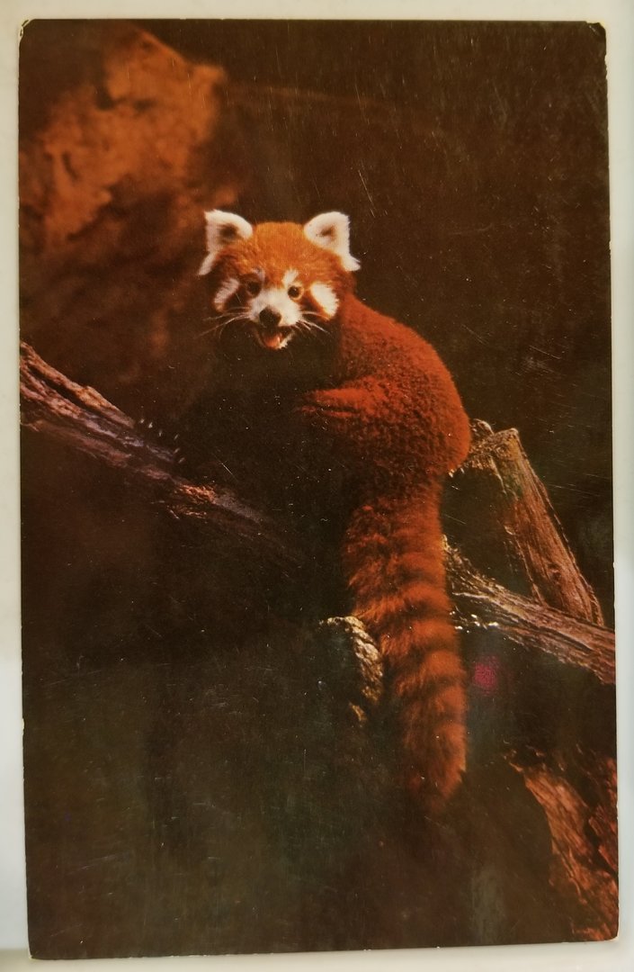 Red panda