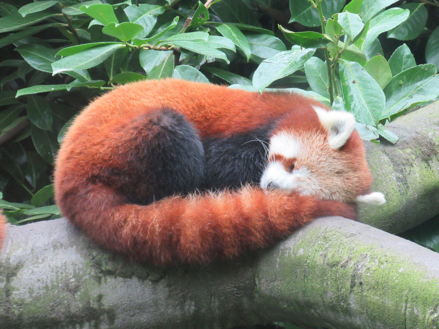 Red Panda