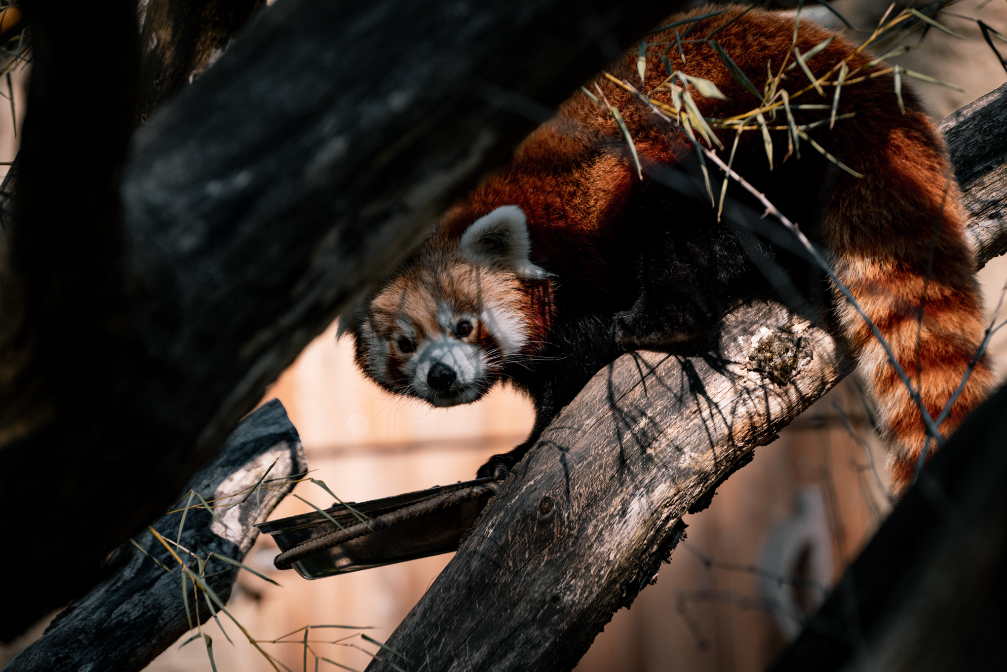 Red panda