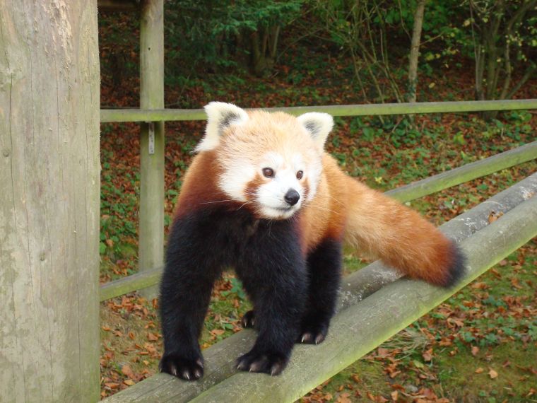 Red Panda