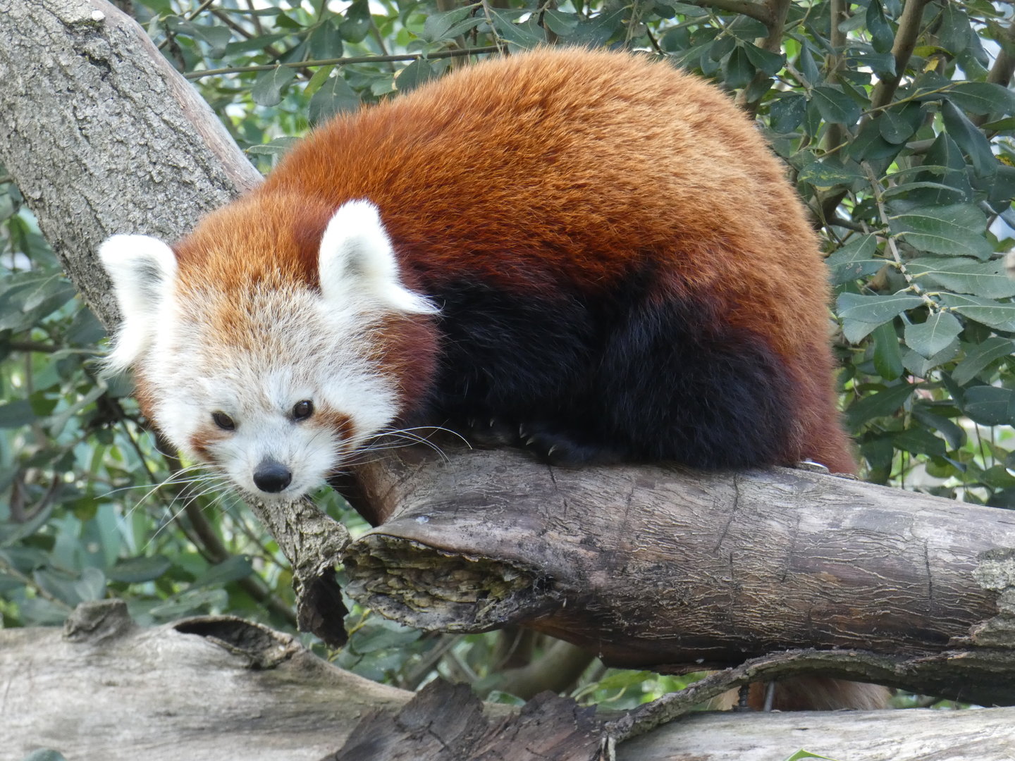 Red panda