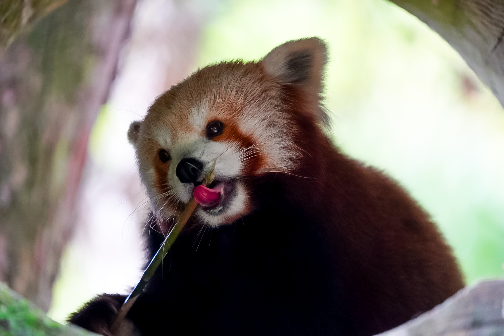 Red Panda