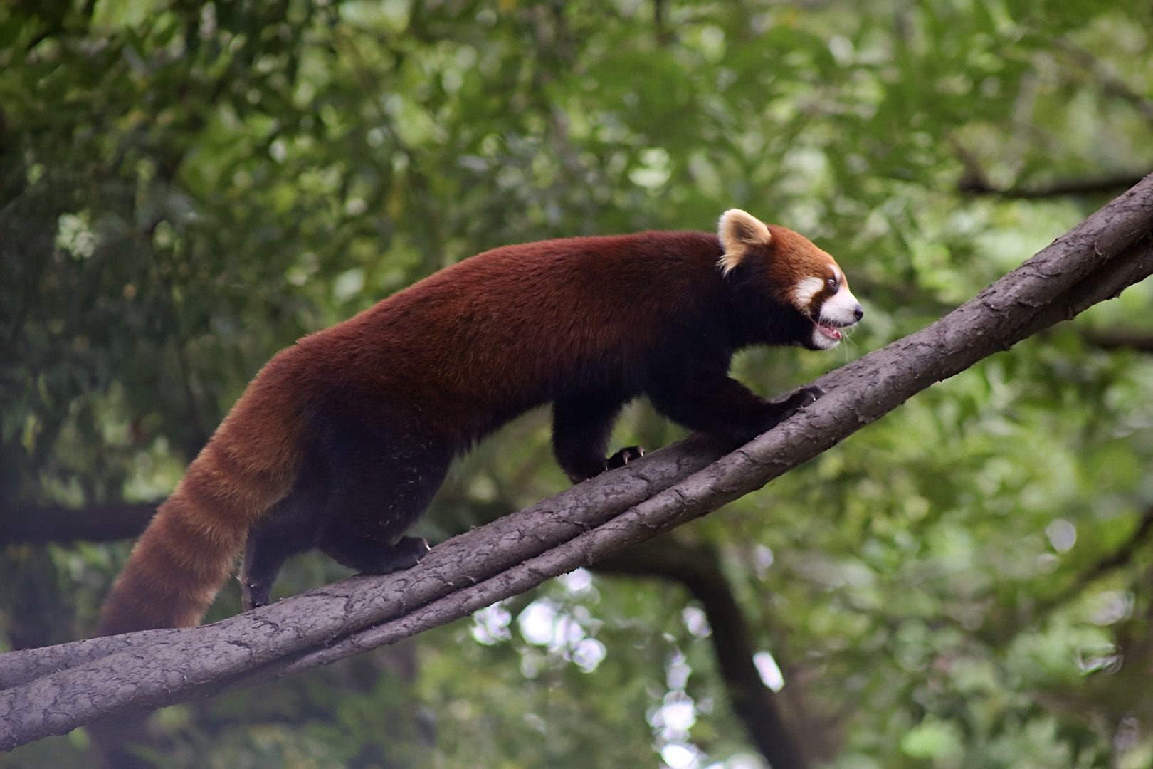 Red Panda