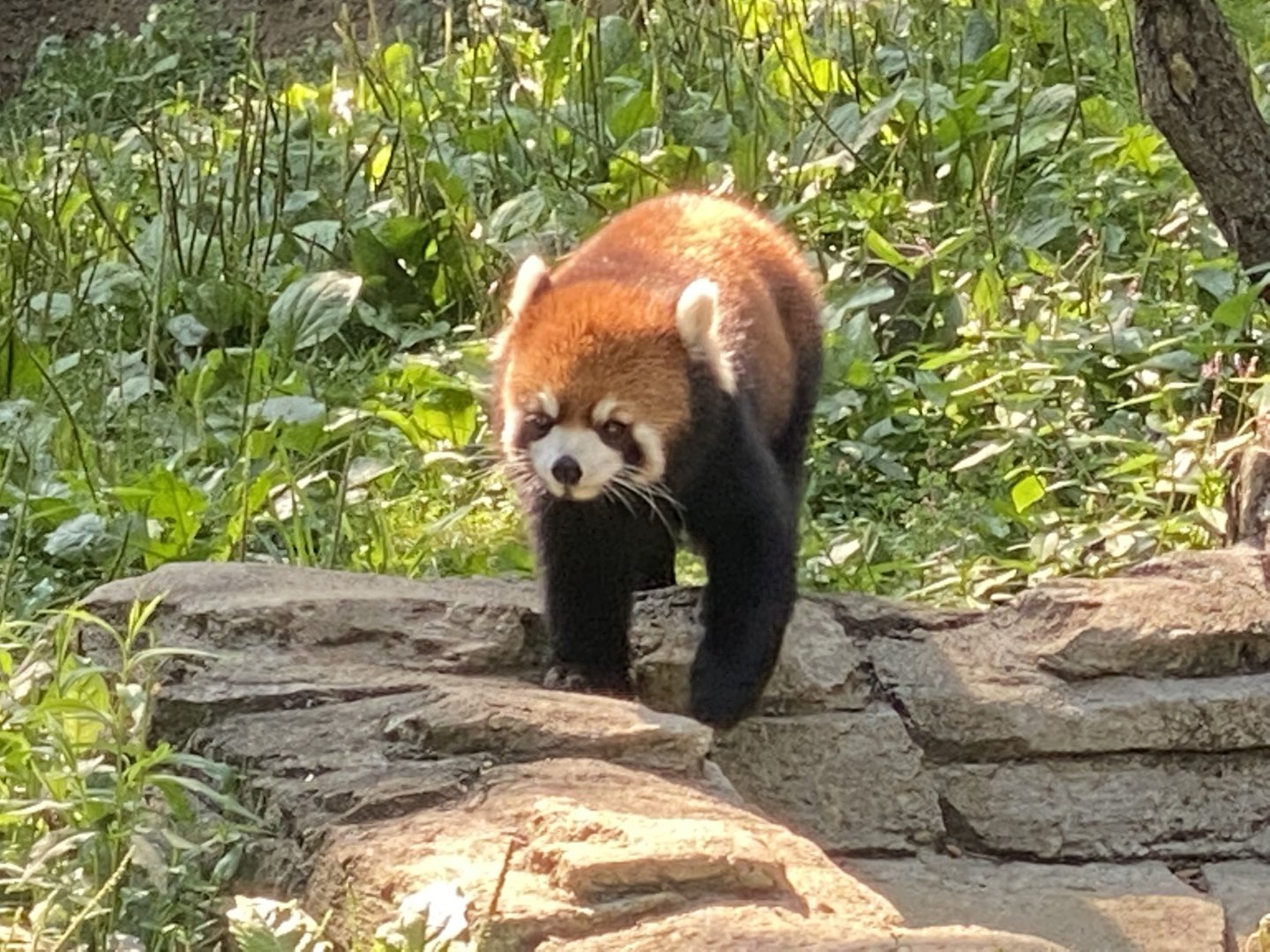Red Panda