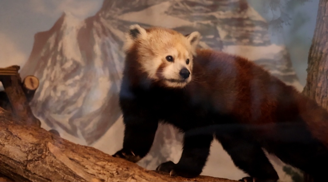 Red Panda