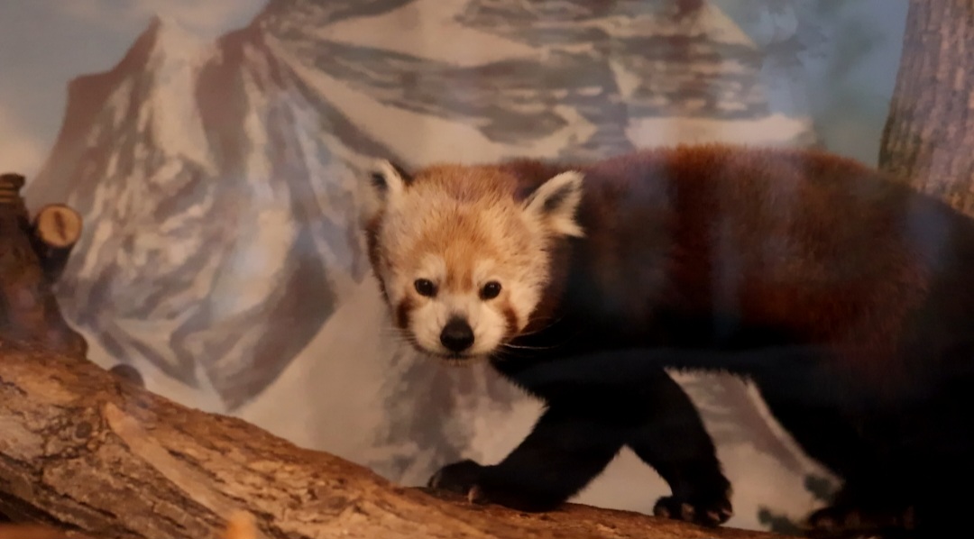 Red Panda