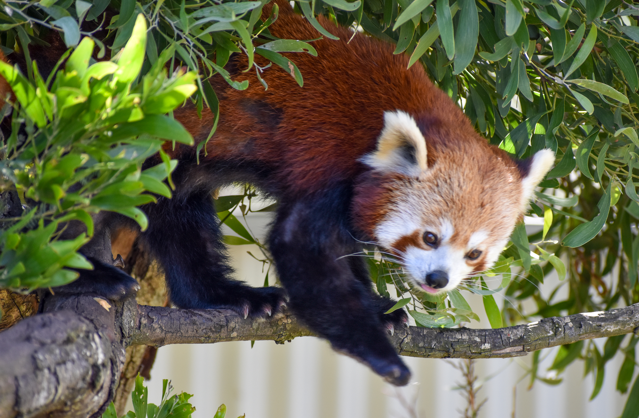Red Panda