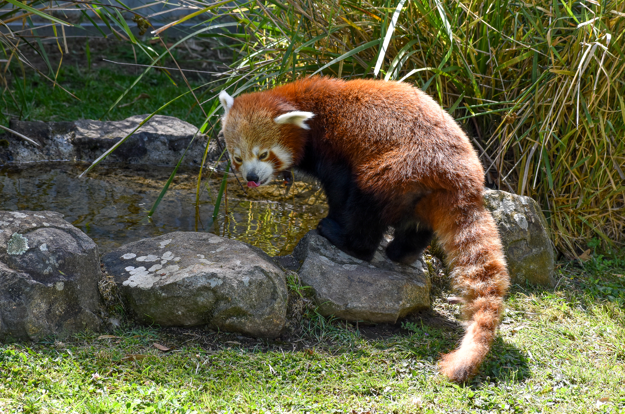 Red Panda