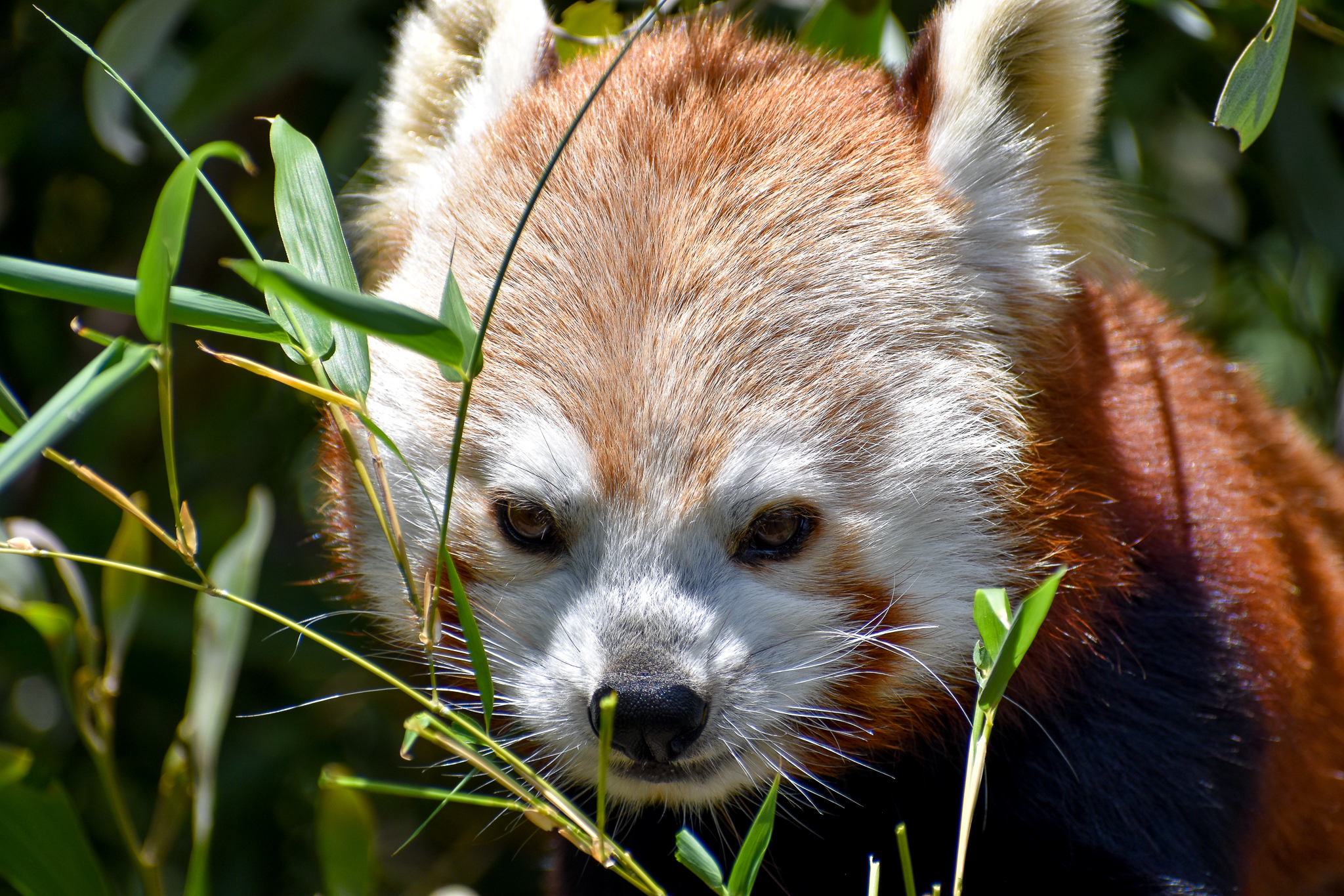 Red Panda
