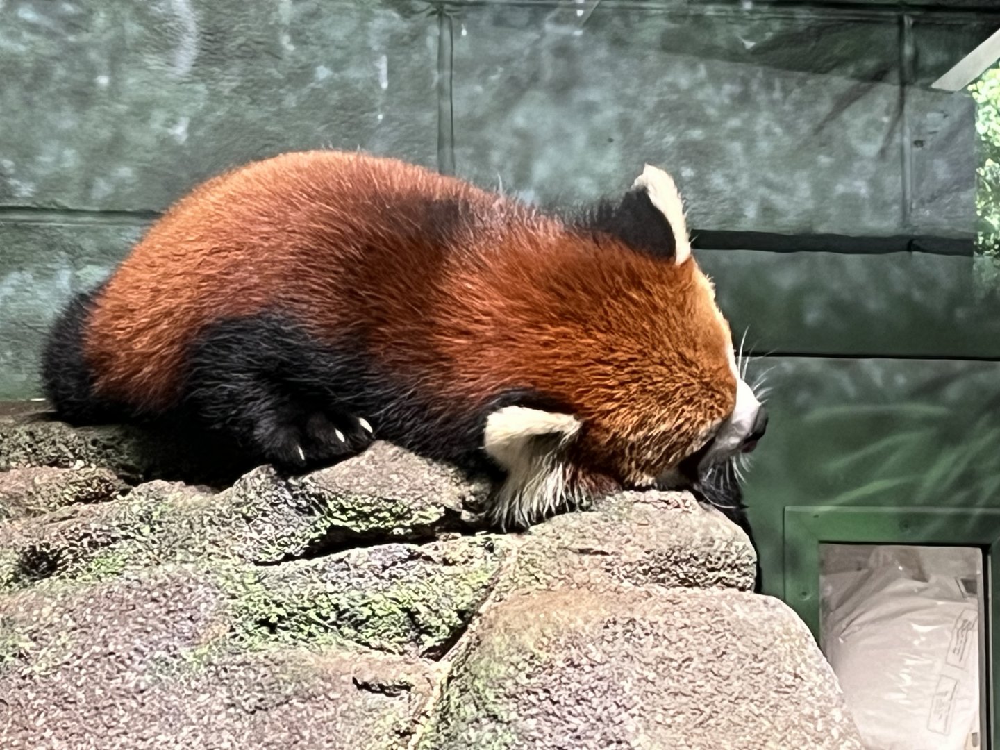 Red Panda
